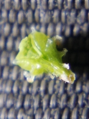 Plagiobothrys austinae