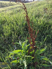 Rumex crispus