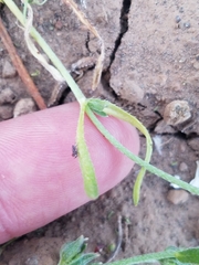 Plagiobothrys austinae