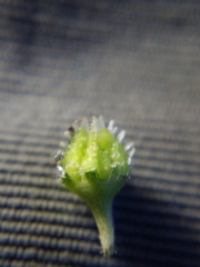 Plagiobothrys austinae