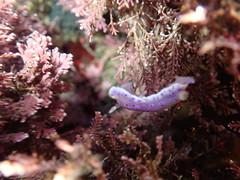 Goniobranchus thompsoni