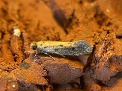 Niditinea orleansella