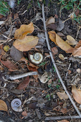 Planorbarius corneus