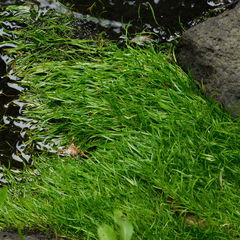 Lilaeopsis brasiliensis