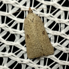 Meritastis polygraphana