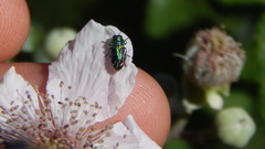 Bilyaxia concinna