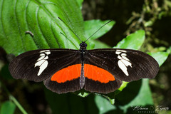 Heliconius hortense