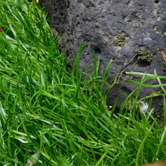 Lilaeopsis brasiliensis