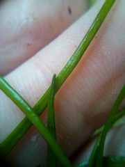 Lilaeopsis brasiliensis