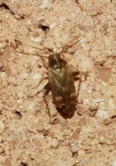 Hamatophylus guttulosus