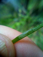 Lilaeopsis brasiliensis