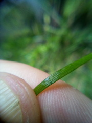 Lilaeopsis brasiliensis