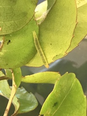 Spheterista pleonectes