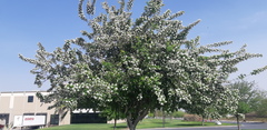Ehretia anacua