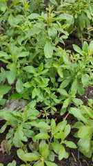 Stevia rebaudiana