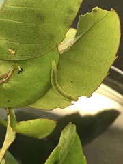 Spheterista pleonectes