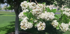 Ehretia anacua