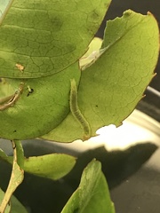 Spheterista pleonectes