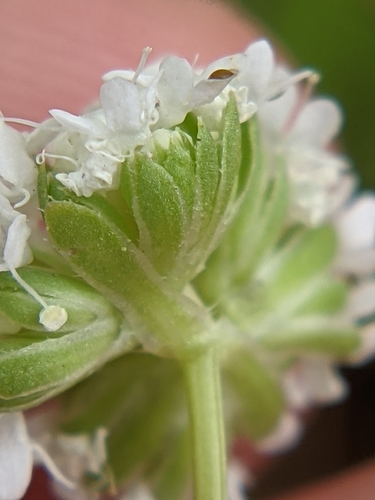 Image of Valerianella texana by (c) Eric Knight, some rights reserved (CC BY)
