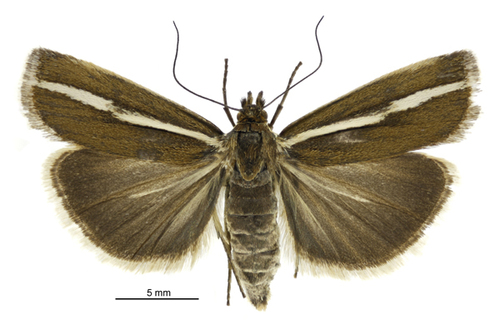 Orocrambus catacaustus