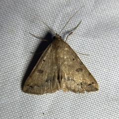 Hemeroplanis scopulepes