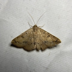 Hemeroplanis scopulepes