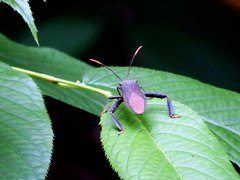 Pseudomictis obtusispinus