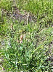 Alopecurus pratensis