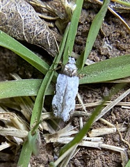 Taygete attributella