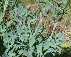 Lomatium californicum