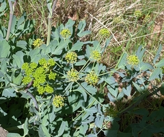 Lomatium californicum