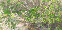Bauhinia lunarioides