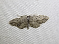Pimaphera sparsaria