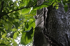 Monstera guzmanjacobiae