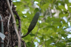 Monstera guzmanjacobiae