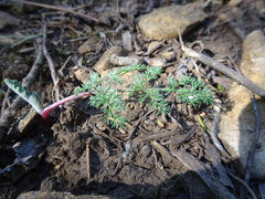 Lomatium foeniculaceum