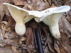 Lactifluus glaucescens