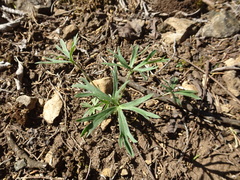 Delphinium carolinianum virescens