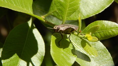 Ectinogonia buquetii