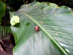 Metaprodioctes formosanus