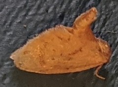 Tortricidia testacea