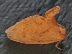 Tortricidia testacea