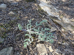 Lomatium foeniculaceum