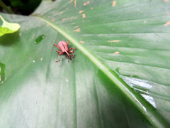 Metaprodioctes formosanus