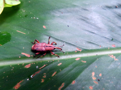 Metaprodioctes formosanus