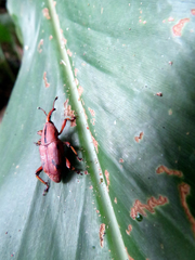 Metaprodioctes formosanus