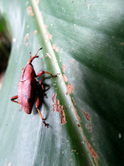 Metaprodioctes formosanus