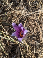 Pulsatilla chinensis