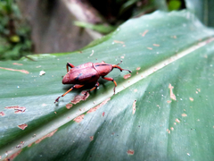 Metaprodioctes formosanus