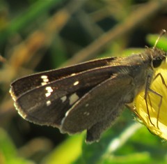 Torbenlarsenia gemella